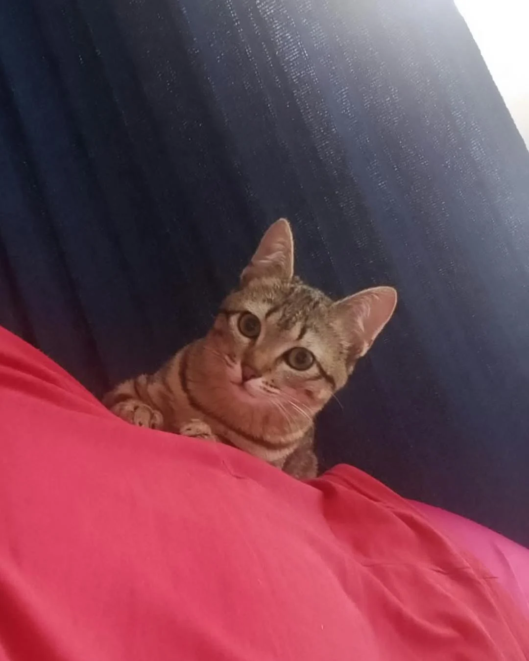 Ajude a encontrar a gatinha Nina que desapareceu no Jardim Iguaçu