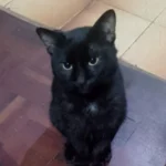 Tutor pede ajuda para encontrar gatinho desaparecida no Cachoeira