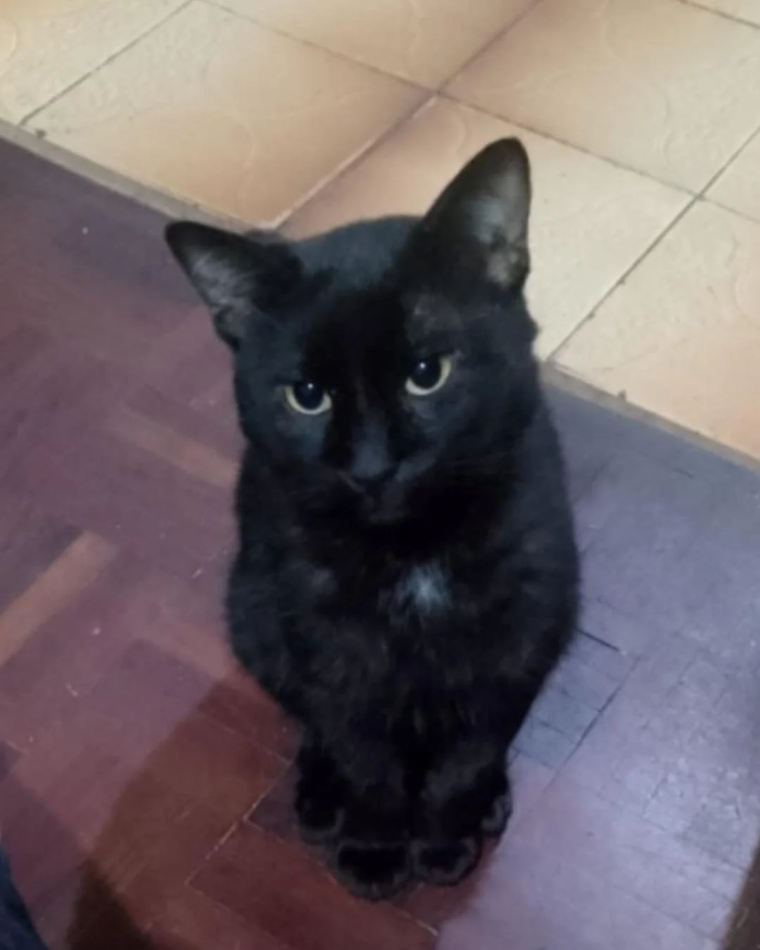 Tutor pede ajuda para encontrar gatinho desaparecida no Cachoeira