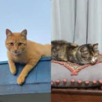 Tutora de gatinhos pede ajuda para encontrá-los após mudança