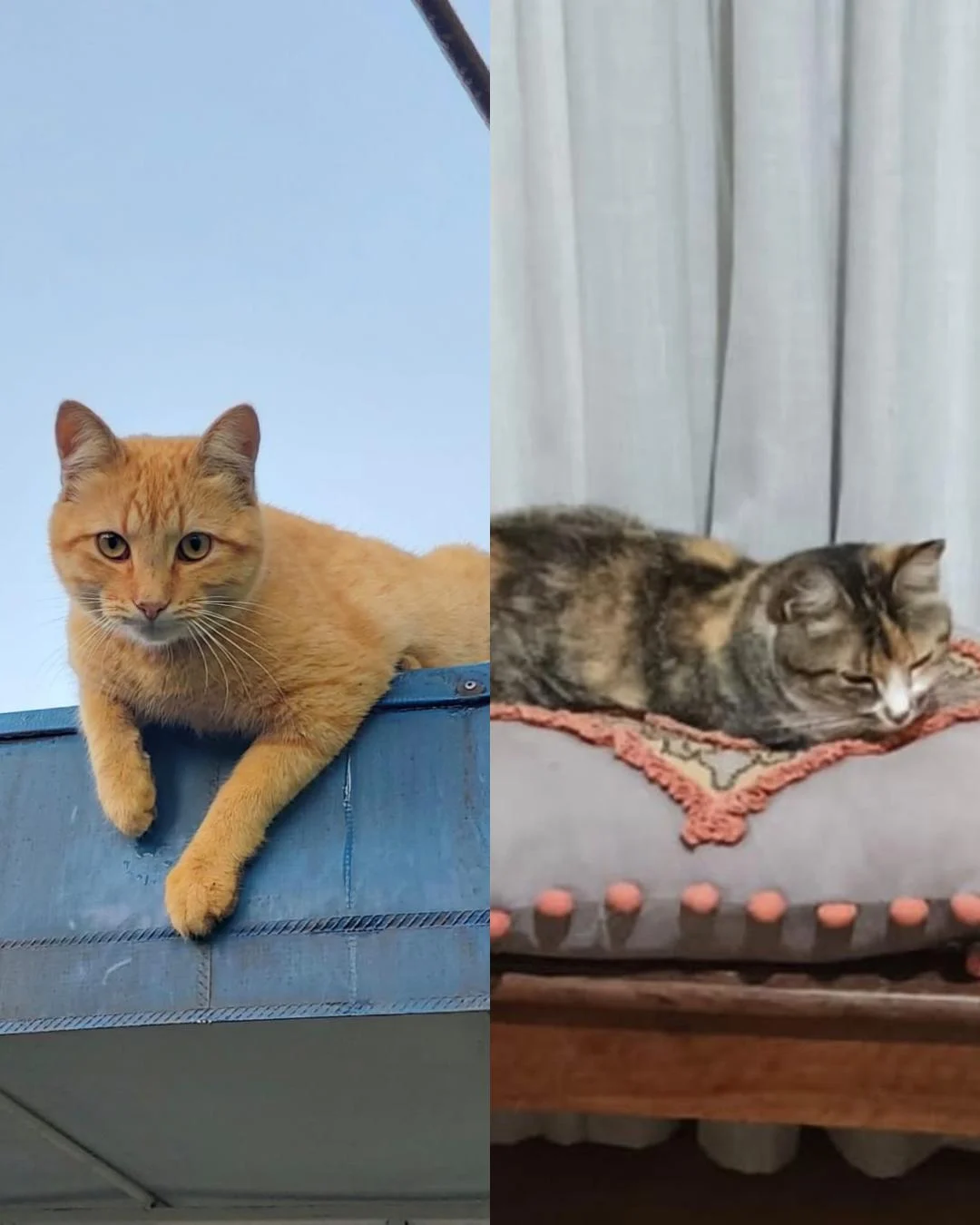 Tutora de gatinhos pede ajuda para encontrá-los após mudança