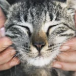 A vacinação gratuita para cães e gatos acontece entre os dias 21 e 24 de outubro; saiba como participar