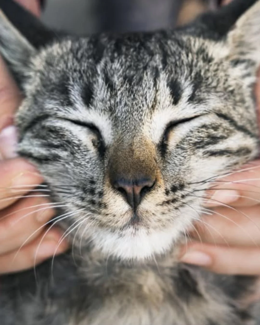 A vacinação gratuita para cães e gatos acontece entre os dias 21 e 24 de outubro; saiba como participar