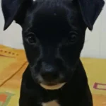 Ajude a encontrar a Ravena! A cachorrinha desapareceu no bairro Capela Velha