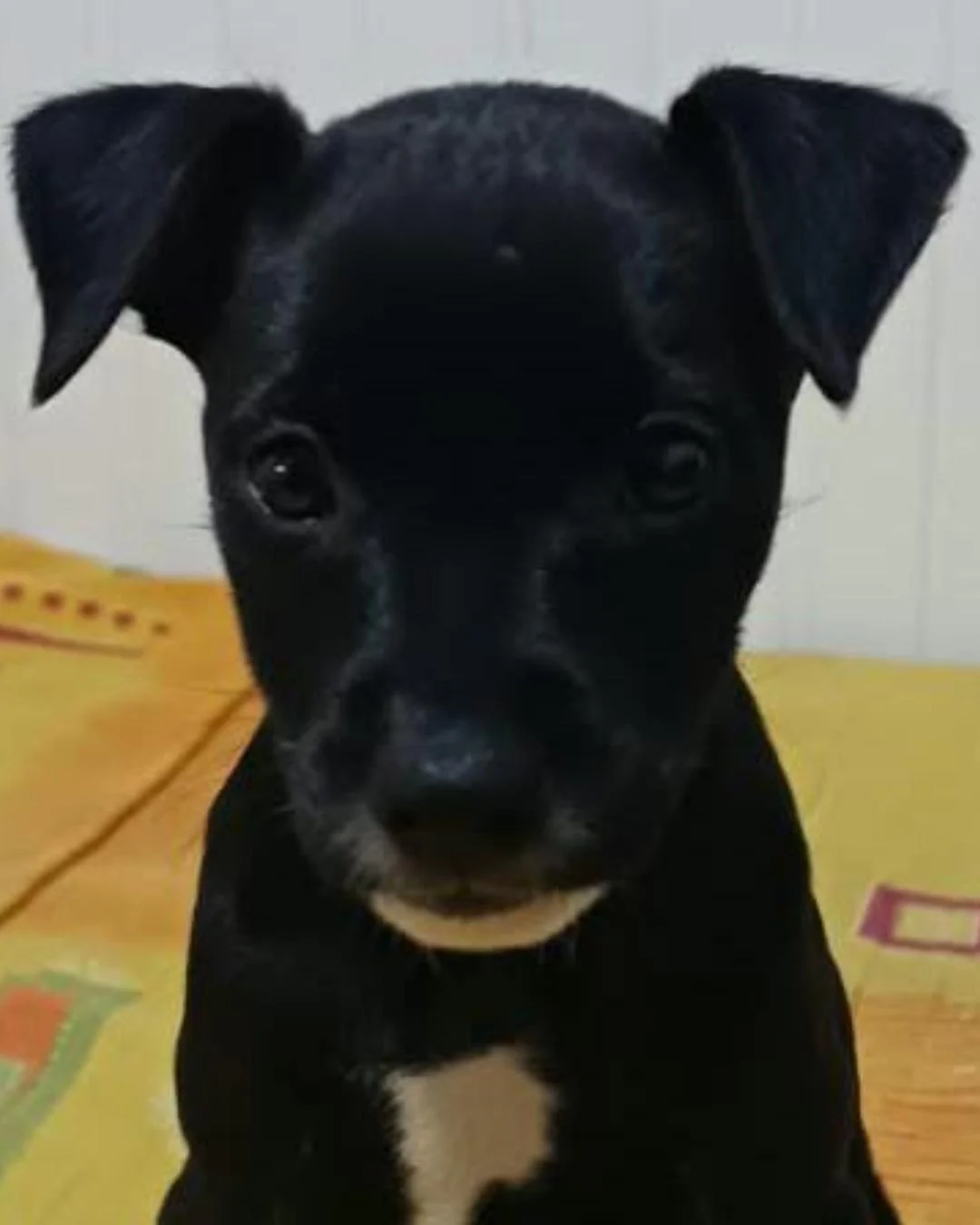 Ajude a encontrar a Ravena! A cachorrinha desapareceu no bairro Capela Velha
