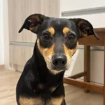 Ajude a encontrar o tutor de uma cachorrinha que foi resgatada perto da Paróquia N. Sra. do Perpétuo Socorro