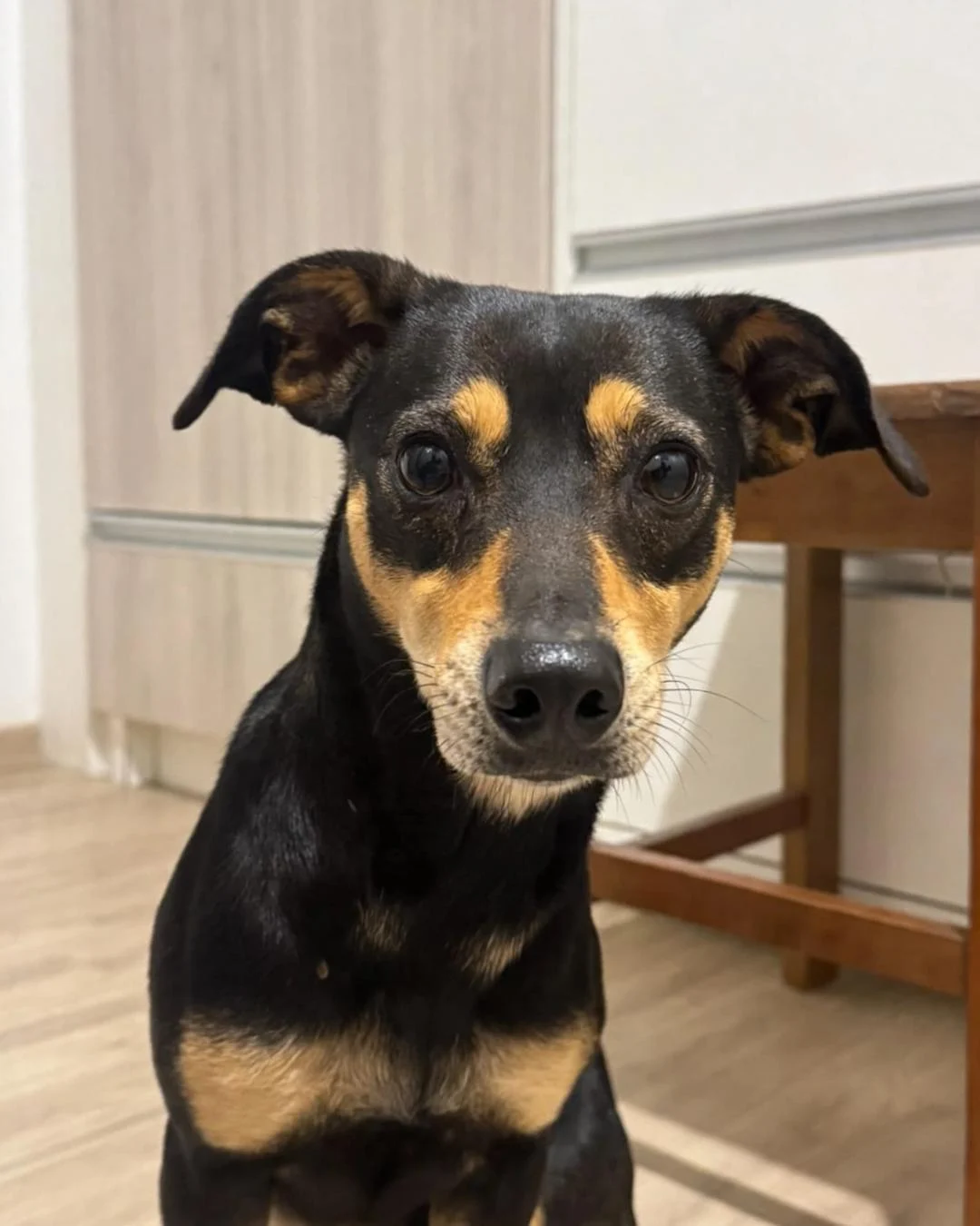 Ajude a encontrar o tutor de uma cachorrinha que foi resgatada perto da Paróquia N. Sra. do Perpétuo Socorro