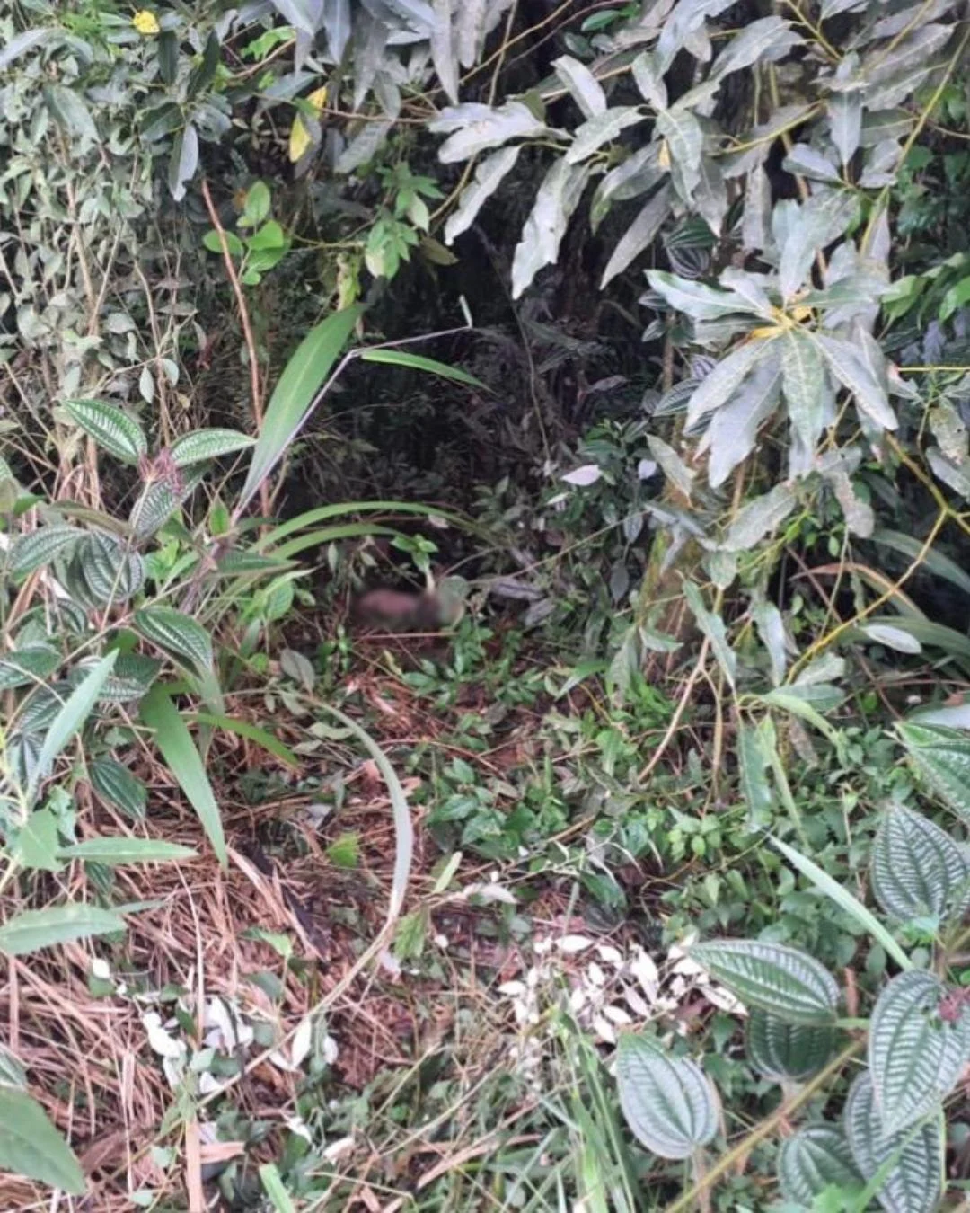 Corpo de jovem é localizado às margens de rodovia na área rural