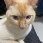 Família pede ajuda para encontrar gatinho que desapareceu na rua Heitor Alves Guimarães
