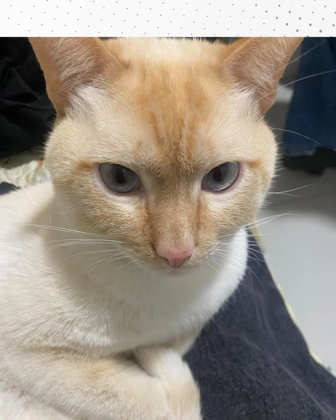 Família pede ajuda para encontrar gatinho que desapareceu na rua Heitor Alves Guimarães