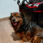 Família procura cãozinho desaparecido no bairro Cachoeira