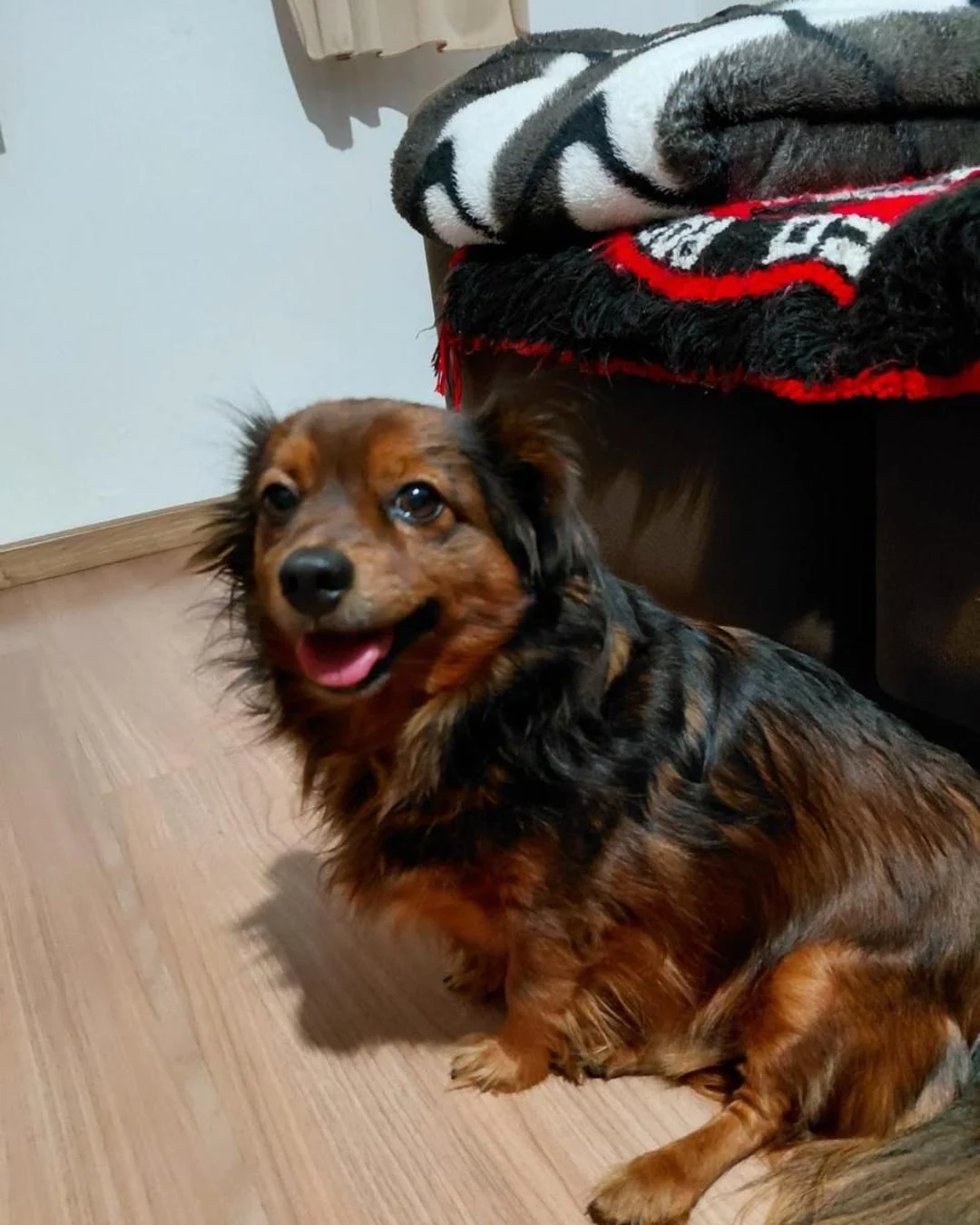 Família procura cãozinho desaparecido no bairro Cachoeira