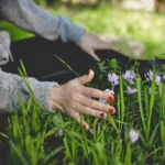 Irmão Lauro: Teus sonhos, primaveras sem fim