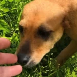 Protetoras do Salvando Dogs organizam rifa para pagar lares temporários