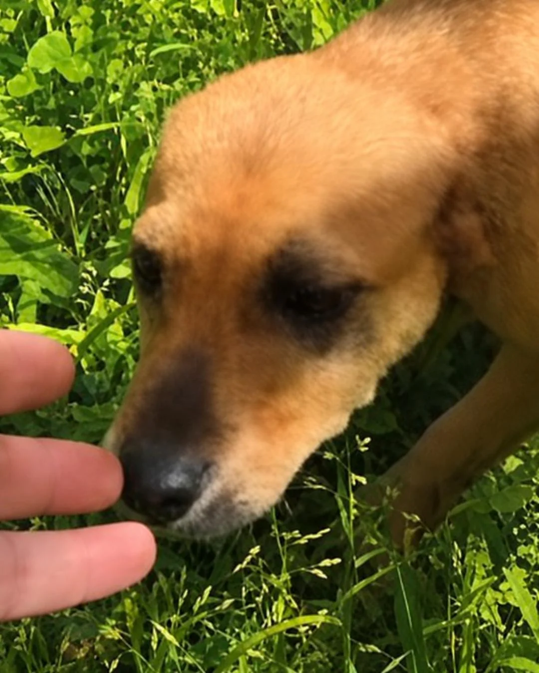 Protetoras do Salvando Dogs organizam rifa para pagar lares temporários