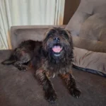 Cãozinho encontrado próximo da Câmera de Vereadores está a procura do tutor