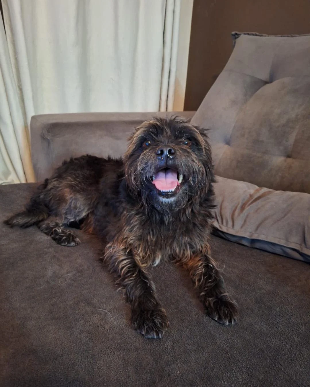 Cãozinho encontrado próximo da Câmera de Vereadores está a procura do tutor