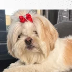 Tutora pede ajuda para encontrar cachorrinha Belinha que desapareceu no Capela Velha