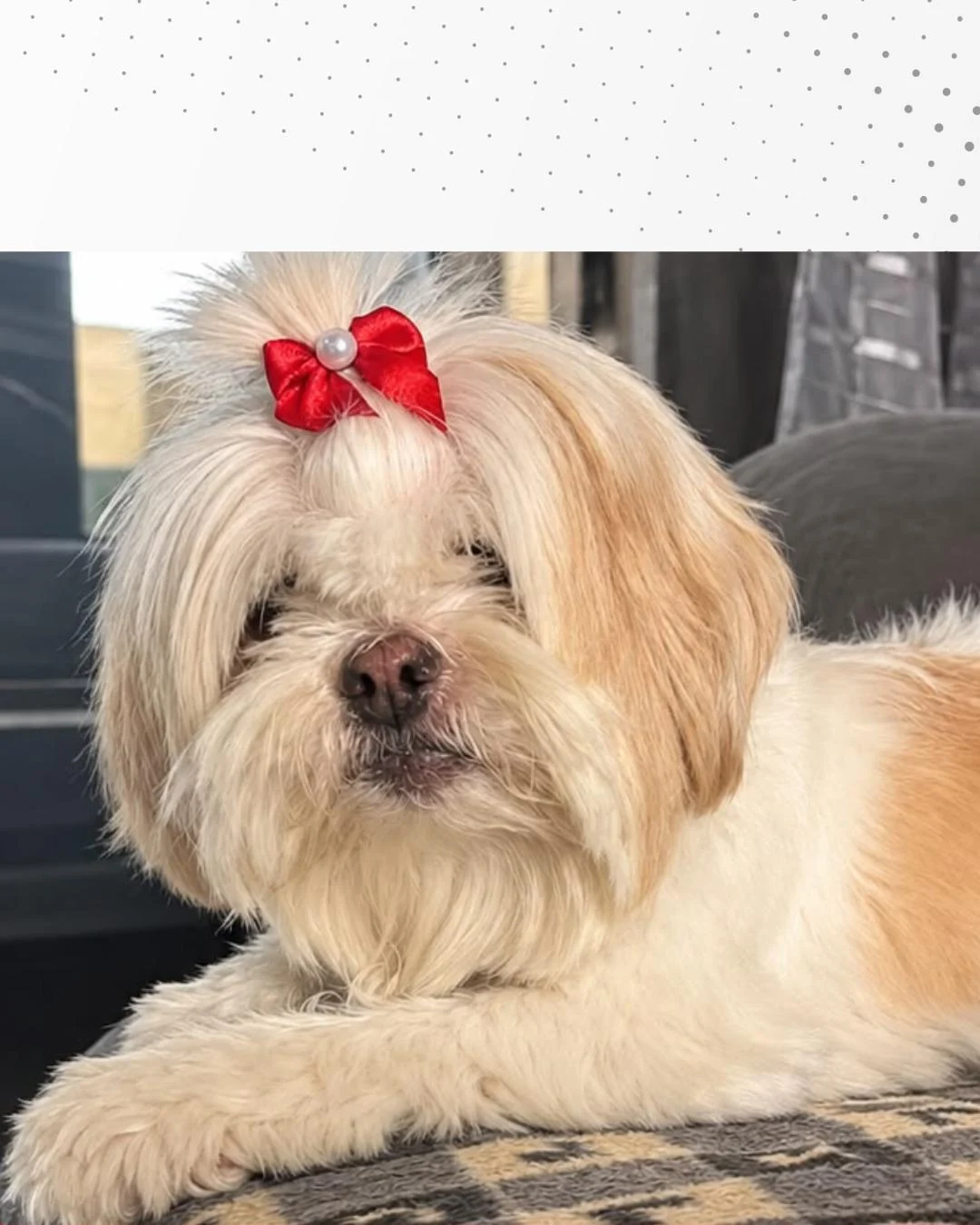 Tutora pede ajuda para encontrar cachorrinha Belinha que desapareceu no Capela Velha